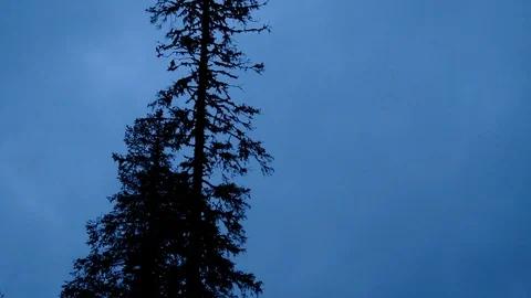 One tree sway in the wind with dark clouds Stock Footage 98365309