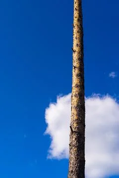 One tree trunk against the background of the sky Foto stock