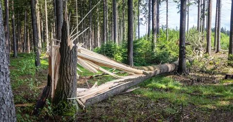 One tree trunk broken by strong winds and fallen to the ground Stock Photos