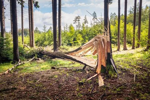 One tree trunk broken by strong winds and fallen to the ground Stock Photos