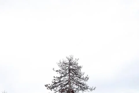 One Tree with white sky in the background Stock Photos
