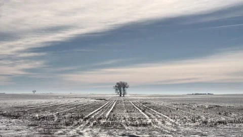 One Tree Winter Field 스톡 동영상 101202045