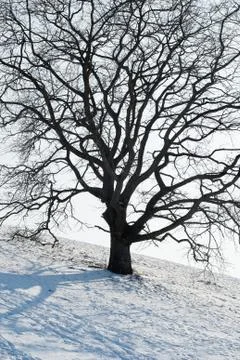 One tree in winter Stock Photos