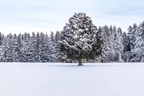 One Tree in Winter Stock Photos