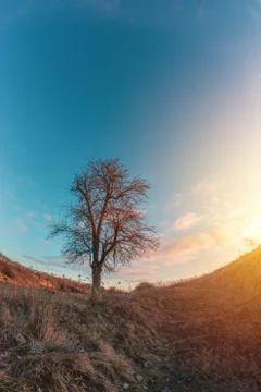 One tree without foliage on a hill Stock Photos