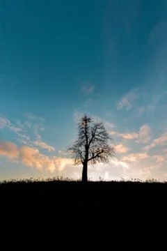 One tree without foliage on a hill Stock Photos