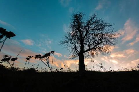 One tree without foliage on a hill Stock Photos