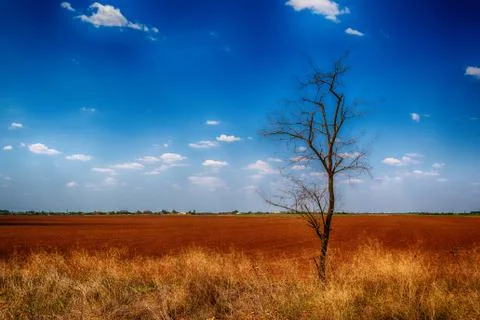One tree without leaves on the branches in an empty field. Stock Photos