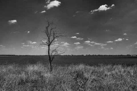 One tree without leaves on the branches in an empty field. Stock Photos