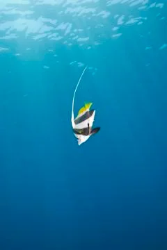 One tropical fish. Stock Photos