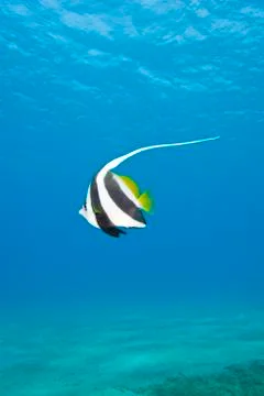 One tropical fish. Stock Photos