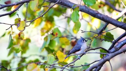 One tufted titmice titmouse bird perched on tree branch in autumn in Virginia Stock Footage 119027897