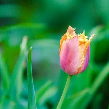 One tulip on a background of blurred grass background copy space Stock Photos