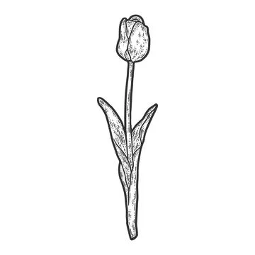 One tulip flower. Engraving vector illustration. Sketch scratch. Stock Illustration