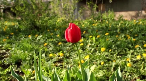 One tulip in the green grass Stock Footage 62931718