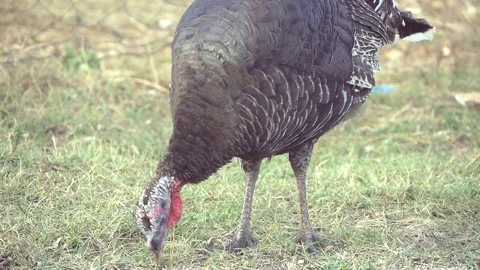 One Turkey Grazing Stock Footage 99025302