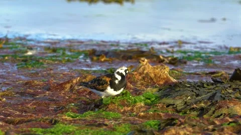 One Turnstone Bird Close Up, Handheld Shot Stock Footage 156802283