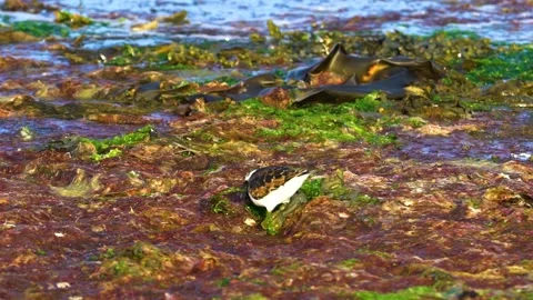 One Turnstone Bird is Eating Inside Seagrasses, Sunny Day, Slow Motion Stock Footage 156766645