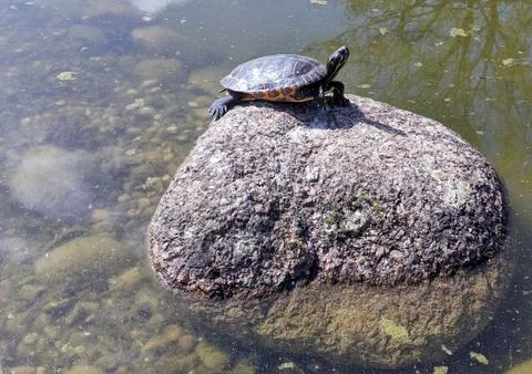 One turtle resting solo in the sun on a rock or stone in a pond of murky water Stock Photos