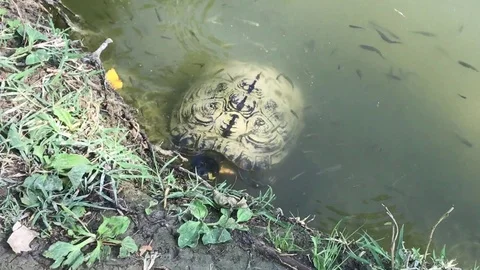 One turtle in the water Stock Footage 91833740