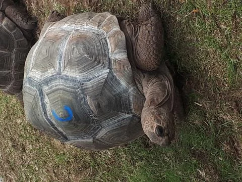 One of the turtles on the grass Stock Photos
