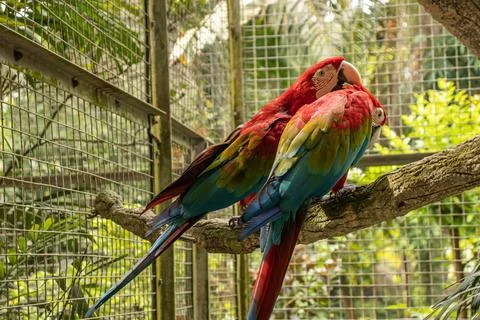One of two green-winged macaws nibbling Stock Photos