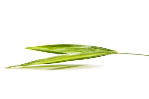 One to two leaflets natural back side Stock Photos