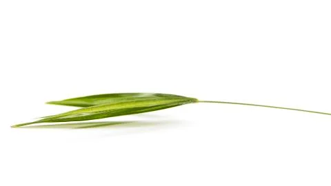 One to two leaflets natural Stock Photos