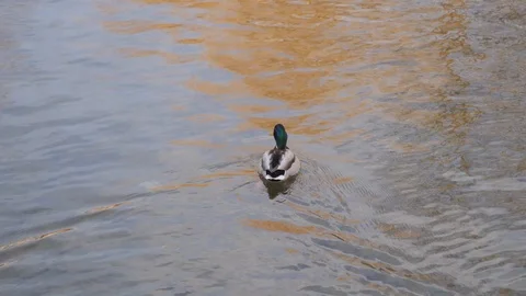 One two three ducks swim in the water on the river in the lake Stock Footage 108393925