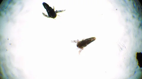 One of the two tiny artemia salina nauplius is flapping wings under the Stock Footage 129715957