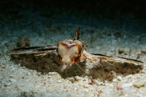 One two tree go Stock Photos