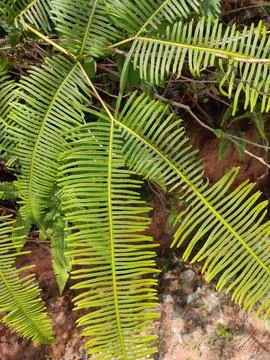 One type of weed that thrives 스톡 사진