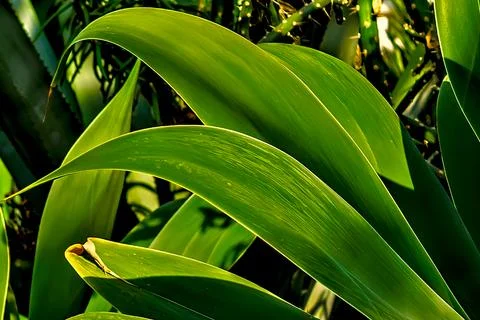 One of the types of Agave Foto stock