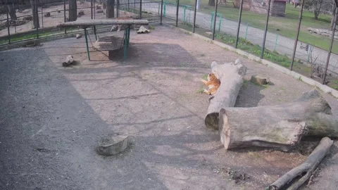 One of the typiccal days of two tigers Stock Footage 152246844