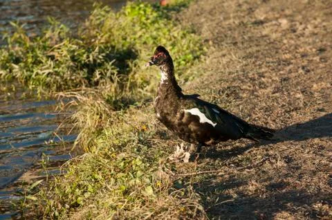 One ugly bird Stock Photos