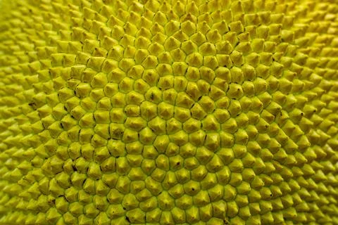 One unique aspect of jackfruit large size fruit of the world sharp thorn skin Stock Photos