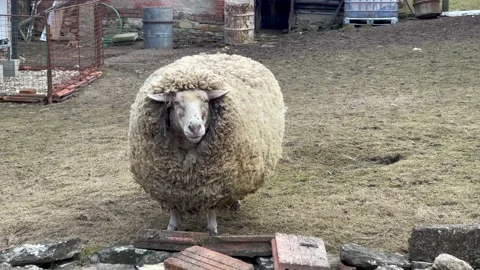 One unshorn sheep stands in the yard. Fat fluffy merino sheep Stock Footage 171978087