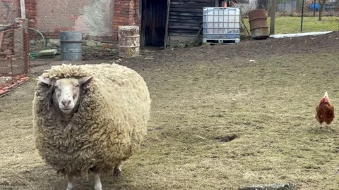 One unshorn sheep stands in the yard. Fat fluffy merino sheep Stock Footage 172080488