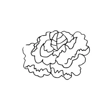 One vector cabbage hand drawn clip art. Black gardening illustration Stock Illustration