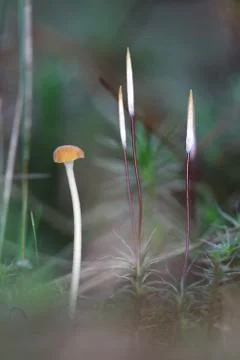 One very small toadstool closeup Stock Photos