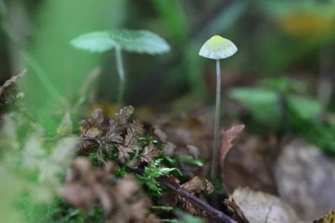 One very small toadstool closeup Stock Photos
