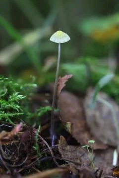One very small toadstool closeup Stock Photos