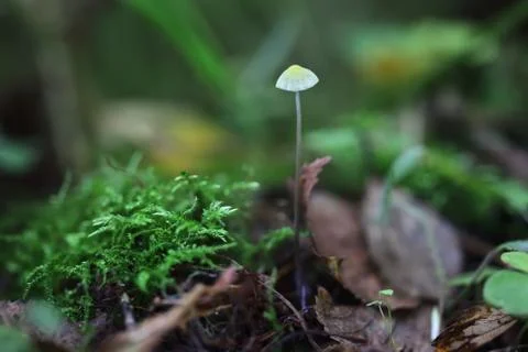 One very small toadstool closeup Stock Photos