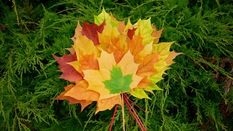 One vibrant maple leaf lies atop soft moss Stock Footage 345807752