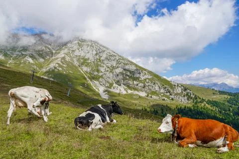 One view from the Feudo Pass -2220 m with beautiful mountain cows Stock Photos