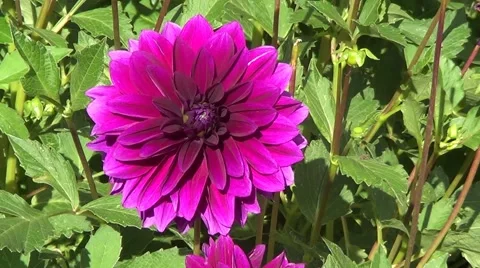 One violet dahlia Stock Footage 59906938