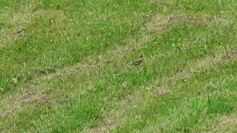 One wagtail is running Stock Footage 317379166