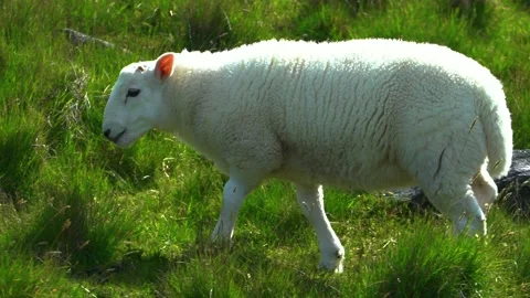 One Walking Cute Lamb in a Grassland, Scotland Stock Footage 156405758
