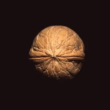 One walnut on dark background Stock Photos