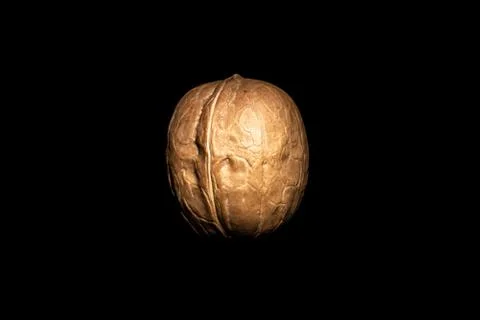 One walnut on dark background Stock Photos